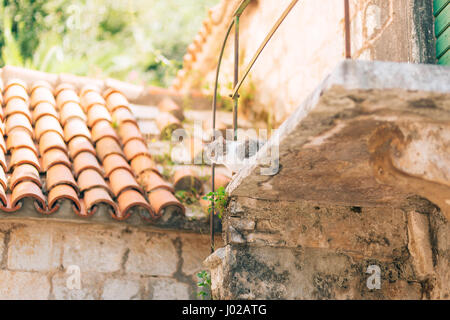 Die Katze geht auf Ziegeldach eines Hauses in Perast, Montenegro. Stockfoto