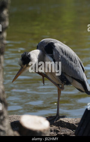 London, England, Vereinigtes Königreich. 9. April 2017. Ein Reiher in St James Park, London, UK. per Kreditkarte: siehe Li/Alamy Live News Stockfoto