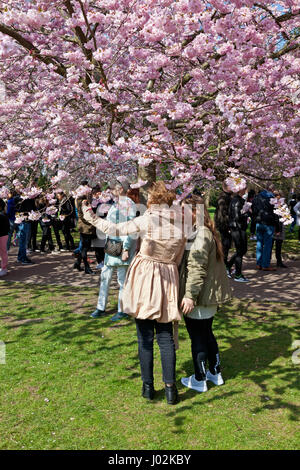 Bispebjerg, Kopenhagen, Dänemark. 9. April 2017. Cherry Blossom Avenue am Bispebjerg Friedhof ist in den letzten Jahren sehr beliebt geworden. Diese Palme besuchte Sonntag, einen plötzlichen Zauber der warmen Sonnenschein in einer ansonsten eher kühlen Periode im April Tausende von Touristen, Besucher und Kopenhagener Allee für einen Spaziergang unter dem schönsten Vordach. Noch mehr Tausende von Selfies wurden. Kredit-Niels Quist / Alamy Live News. Stockfoto