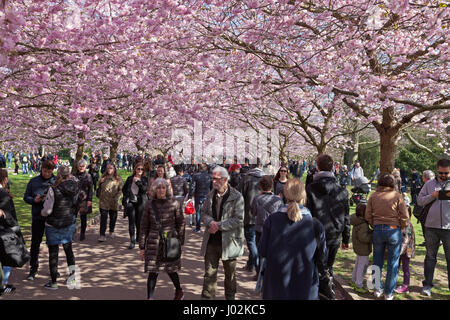 Bispebjerg, Kopenhagen, Dänemark. 9. April 2017. Cherry Blossom Avenue am Bispebjerg Friedhof ist in den letzten Jahren sehr beliebt geworden. Diese Palme besuchte Sonntag, einen plötzlichen Zauber der warmen Sonnenschein in einer ansonsten eher kühlen Periode im April Tausende von Touristen, Besucher und Kopenhagener Allee für einen Spaziergang unter dem schönsten Vordach. Kredit-Niels Quist / Alamy Live News. Stockfoto