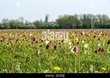 Cricklade, Wiltshire, UK. 9. April 2017. Hier sind 80 % der britischen Bevölkerung von Fritiallies (Schlangen Kopf) in Cricklade, Wiltshire. In den nächsten genießen die Woche oder so Besucher dieses Schauspiel von Farbe platzen diese wilden Blumen in voller Blüte. Von der Pfarrei Kirche St. Sampson übersehen, ist die Wiese am nördlichen Rand der Stadt. Bildnachweis: Graham Licht/Alamy Live-Nachrichten Stockfoto