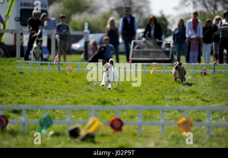 Badbury Rings, Dorset, UK. 9. April 2017. Aktion aus dem Terrier und Familienhund Rennsport bei The Portman Jagd Point to Point Rennen treffen. Bildnachweis: David Partridge/Alamy Live-Nachrichten Stockfoto