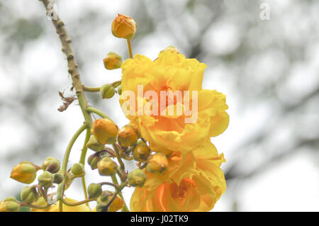 Cochlospermum Regium oder gelb Blume im Garten Stockfoto