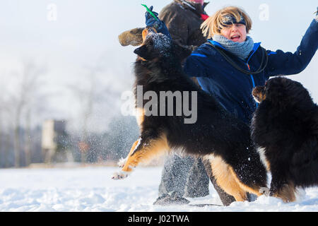 Frau spielt mit zwei Hunden im Schnee Stockfoto
