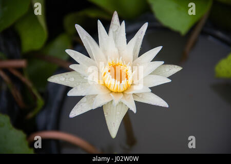 schöne weiße Farbe Lotus am Teich Stockfoto