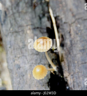 schöne kleine Pilze auf alten feuchten Holz im Regen Stockfoto