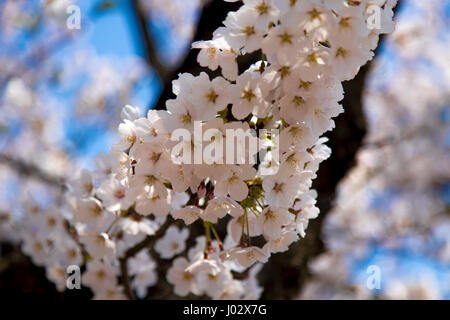 Nahaufnahme des japanischen Sakura.  Japan-Kirschbaum. Stockfoto