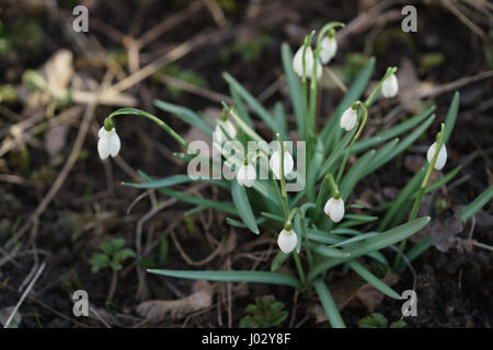 weiße Schneeglöckchen im ersten warmen Frühlingstage, Nahaufnahme Foto mit flachen Fokus Stockfoto