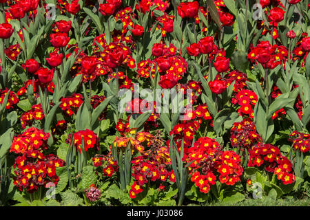 Blumen in St. Stephen Green Stockfoto