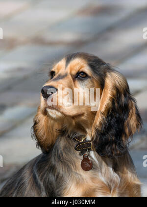 Sable farbige weibliche englische zeigen Cocker Spaniel Welpen, im Alter von vier Monaten. Stockfoto