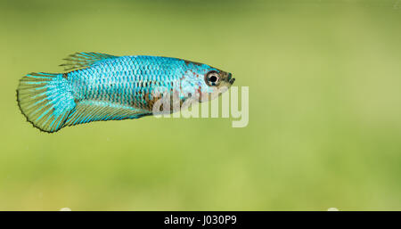 Junge Betta Splendens Weibchen Fisch Stockfoto