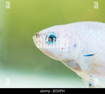 Betta Splendens White Dragon männlichen Fischen Nahaufnahme Stockfoto