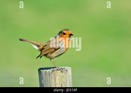 Rotkehlchen (Erithacus Rubecula) hocken auf einem Zaunpfahl. Kent, April Stockfoto