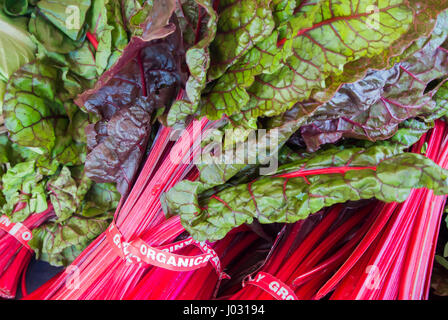 Roter Mangold - Close-up Stockfoto