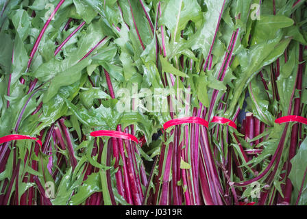 Roten Löwenzahn - Nahaufnahme Stockfoto