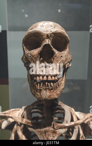 Neandertaler waren eine Art des archaischen Menschen der Gattung Homo, die vor etwa 40.000 Jahren ausgestorben sind. Stockfoto