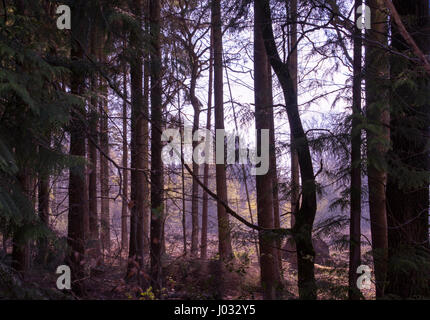 Am späten Nachmittag im New Forest Stockfoto