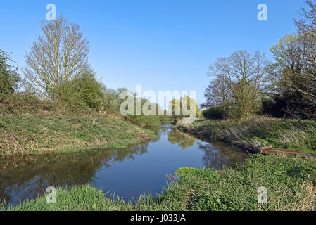 Englische Flussufer in Frühling, zwischen Worthing und Swanton Morley in Norfolk, Großbritannien Stockfoto