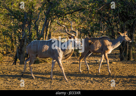 Große Kudu im Krüger-Nationalpark, Südafrika; Specie Tragelaphus Strepsiceros Familie der Horntiere Stockfoto