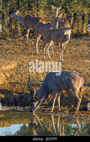 Große Kudu im Krüger-Nationalpark, Südafrika; Specie Tragelaphus Strepsiceros Familie der Horntiere Stockfoto