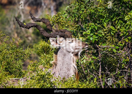 Große Kudu im Krüger-Nationalpark, Südafrika; Specie Tragelaphus Strepsiceros Familie der Horntiere Stockfoto
