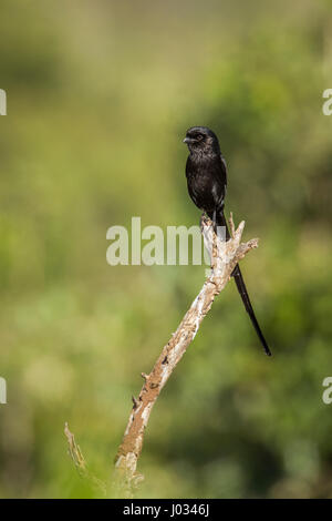 Elster Würger im Krüger-Nationalpark, Südafrika; Specie Urolestes Melanoleucus Familie von Laniidae Stockfoto