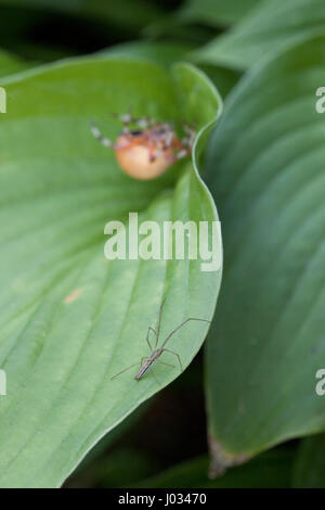 Große dicke orange Spinne warten, eine weitere Spinne einen Hinterhalt. Fokus auf das kleine graue Spinne getroffen. Stockfoto