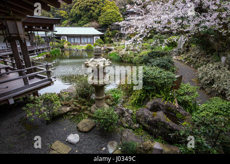 Komyoji ist ein beliebtes Tempel mit Einheimischen in der Kamakura-Gegend für seine reichlichen Kirschblüten im Frühling, häufige Wochenende Flohmärkte und kostenlose parki Stockfoto