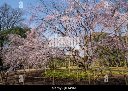 Rikugien Garten Sakura - der Name dieses Gartens bedeutet die sechs traditionellen Elemente wichtig, große Poesie. Eine wunderbare, romantische Stimmung in Kontrollbehördesowiegegebenenfallsihre Stockfoto