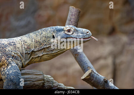Der Komodowaran, auch bekannt als die Komodo-Monitor, ist eine große Art von Eidechse gefunden in den indonesischen Inseln Komodo, Rinca, Flores, Gili Motan Stockfoto