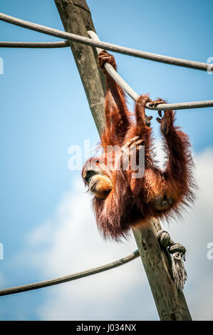 Erwachsener Orang-Utan an Seilen in Gefangenschaft in einem Zoo spielen Stockfoto