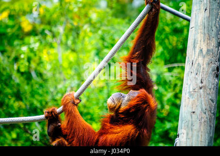 Erwachsener Orang-Utan an Seilen in Gefangenschaft in einem Zoo spielen Stockfoto