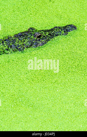 Amerikanischer Alligator Schwimmen im grünen Stockfoto