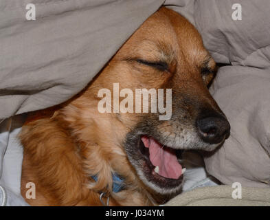 Brauner Mischling Hund Gähnen nach Nickerchen unter der Decke Stockfoto