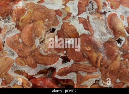 Gefrorene Hähnchen Herzen und Mägen mit Frost und Eis Stockfoto