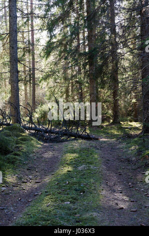 Umgestürzter Baum blockiert eine Forststraße Stockfoto