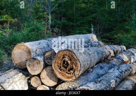 Brennholz-Stapel mit Wurzel faulen Holz Stockfoto