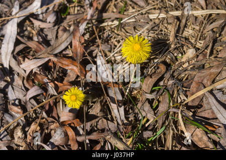 Paar wilde Tussilago Farfara Blüten im zeitigen Frühjahr Wiese, ihre natürliche Biosphäre in der Ukraine Stockfoto