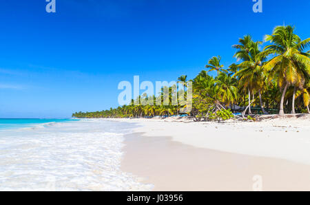 Palmen wachsen auf sandigen Strand. Karibik, Dominikanische Republik, Saona Insel Küste, beliebten touristischen Ferienort Stockfoto