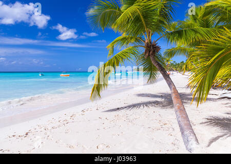 Kokos-Palmen wachsen am weißen Sandstrand. Karibik, Dominikanische Republik, Saona Insel Küstenlandschaft Stockfoto