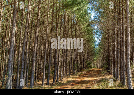 Ein Pinienwälder in Süd-Georgien. Stockfoto