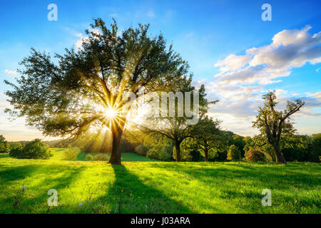 Die Sonne scheint durch einen Baum auf einer grünen Wiese, eine lebendige Kulturlandschaft mit blauem Himmel vor Sonnenuntergang Stockfoto