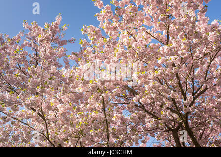 Prunus 'Ichiyo'. Japanische Blütenkirsche Baum Blüte im Frühjahr. UK Stockfoto