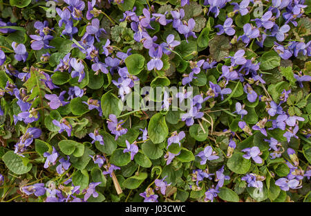 Viele blühende Viola Odorata Blumen Nahaufnahme Holz Violet, wohlriechende Veilchen, gemeinsame violett Stockfoto