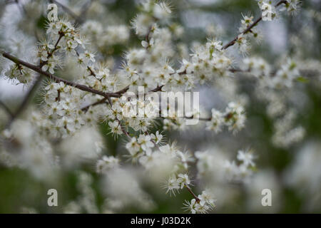 Prunus Spinosa Blackthorn Schlehe weiße Frühling Blüte Stockfoto