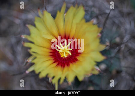 Kakteen Astrophytum Capricorne gelbe Blume Nahaufnahme Stockfoto
