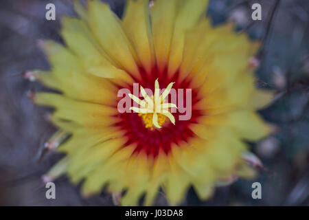 Kakteen Astrophytum Capricorne gelbe Blume Nahaufnahme Stockfoto