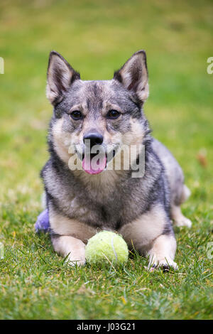 Niedliche schwedischer Wallhund Verlegung auf dem Rasen Stockfoto