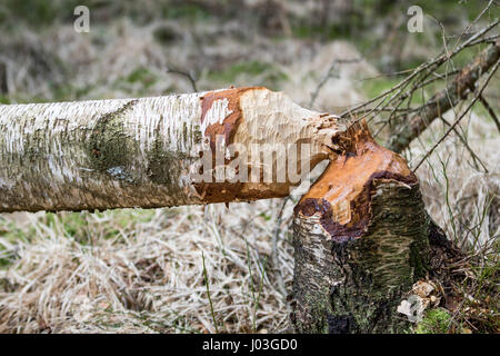 Gefallenen Birke Wald zerfressen von Biber Stockfoto