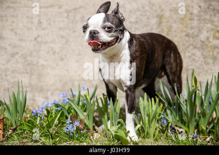 Eine kleine Boston-Terrier stellt in den Rasen zwischen lila Frühlingsblumen Stockfoto